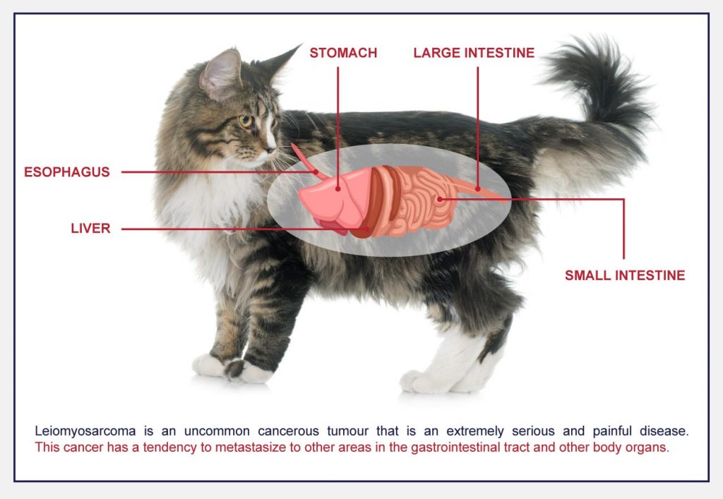 stomach and intestinal cancer in cats diagram