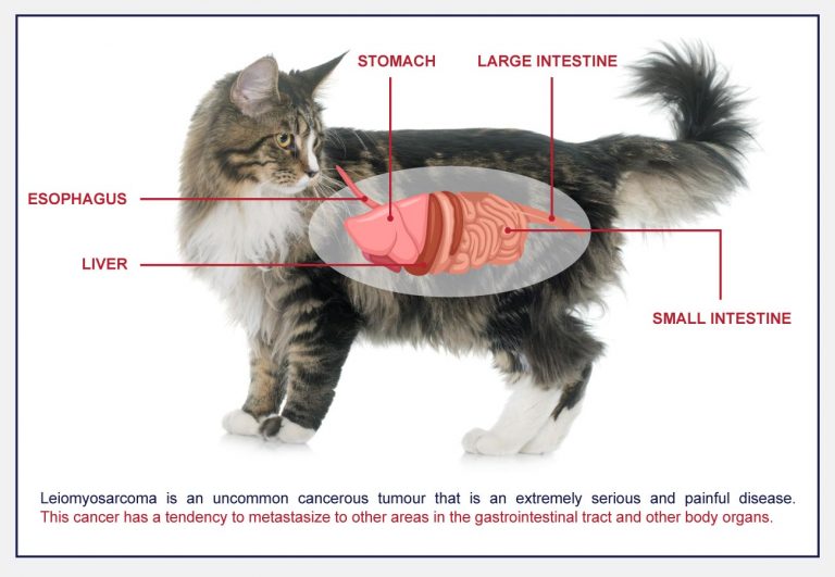Stomach And Intestinal Cancer (Leiomyosarcoma) In Cats - PetlifeCA