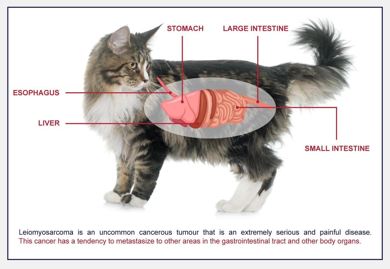 stomach-and-intestinal-cancer-leiomyosarcoma-in-cats-petlifeca