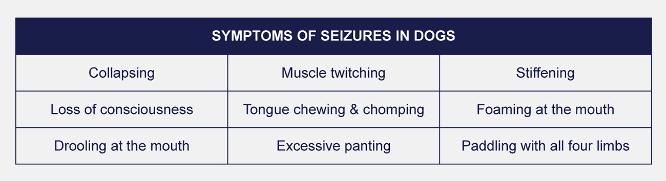 symptoms of seizures in dogs infographic