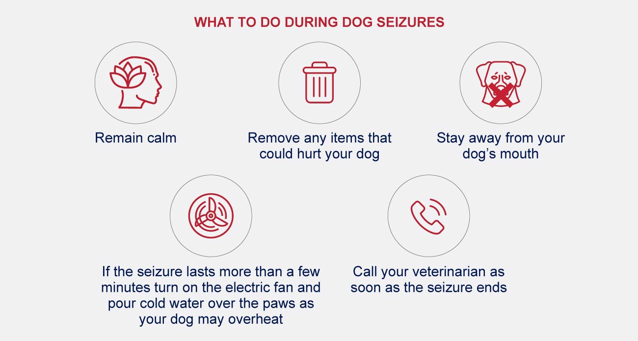 what to do during dog seizures infographic