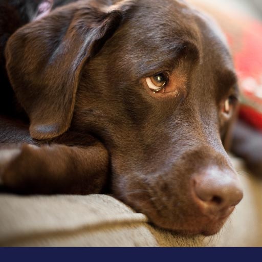 Read more about the article What To Do During A Dog’s Seizure OLD