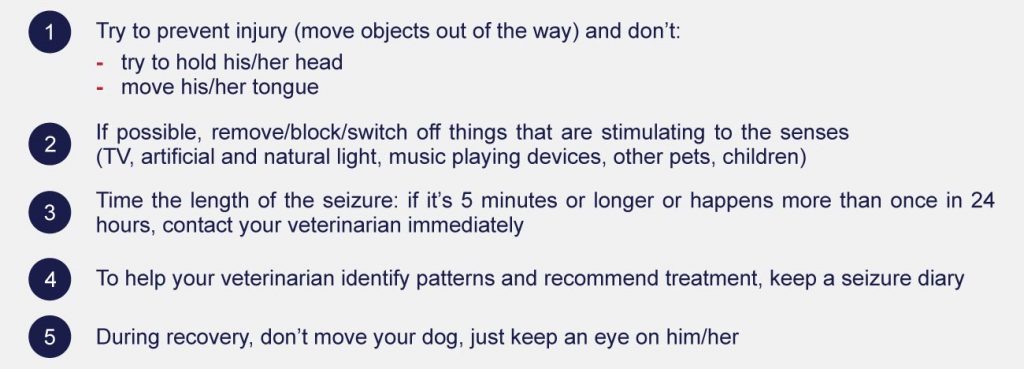 What to do when your dog is experiencing a seizure