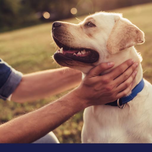 Read more about the article An Overview: Epilepsy & Seizures In Dogs OLD