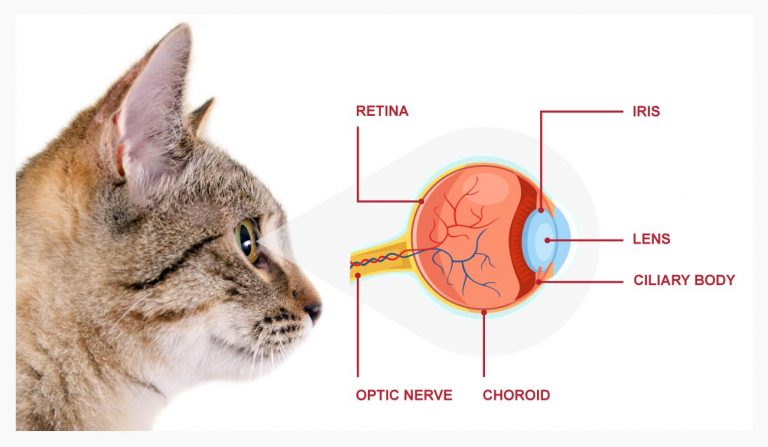 Eye Inflammation (Anterior Uveitis) In Cats - PetlifeCA