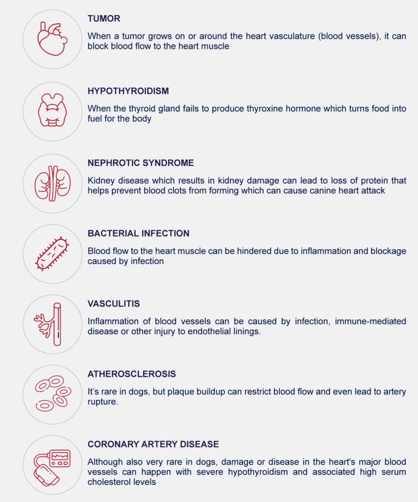 causes of canine heart failure infographic