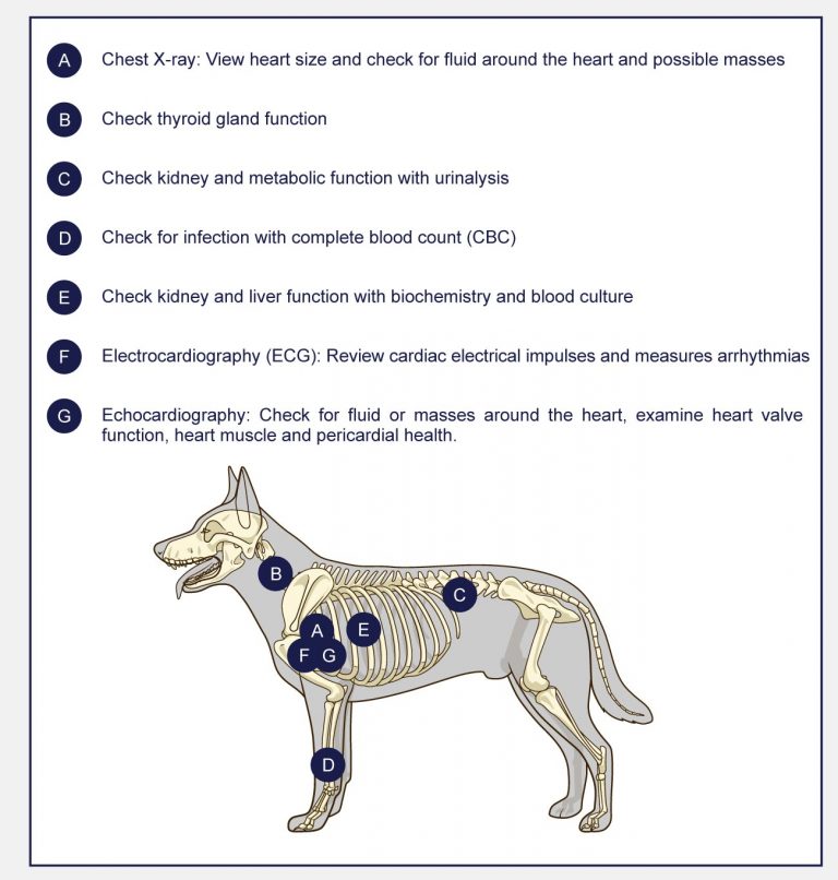 heart-disease-in-dogs-petlifeca