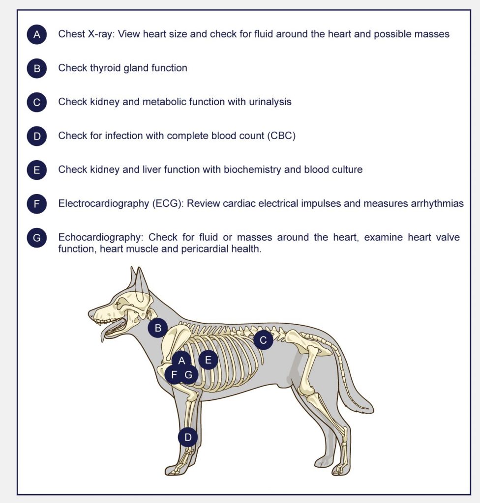 diagnosing canine heart failure