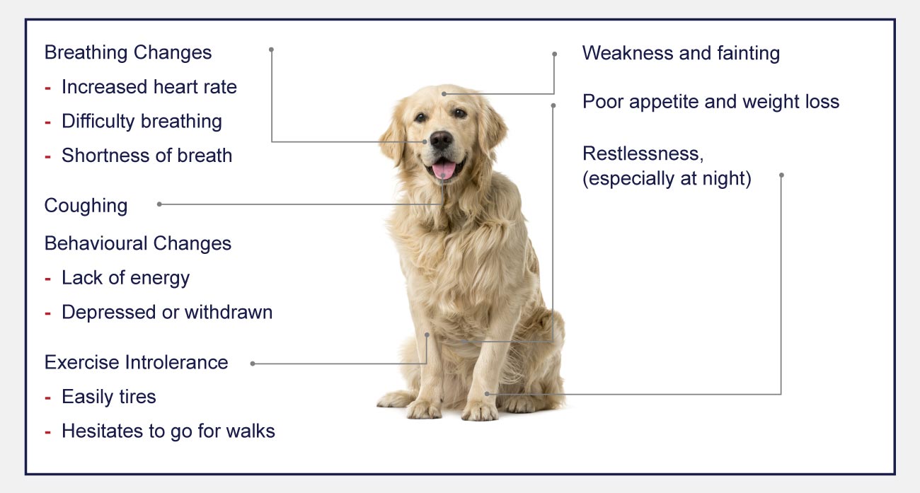 Causes of clearance cardiomyopathy in dogs