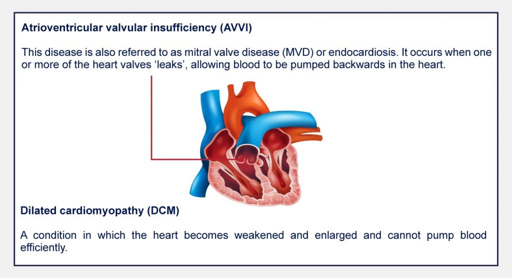 categories of heart disease