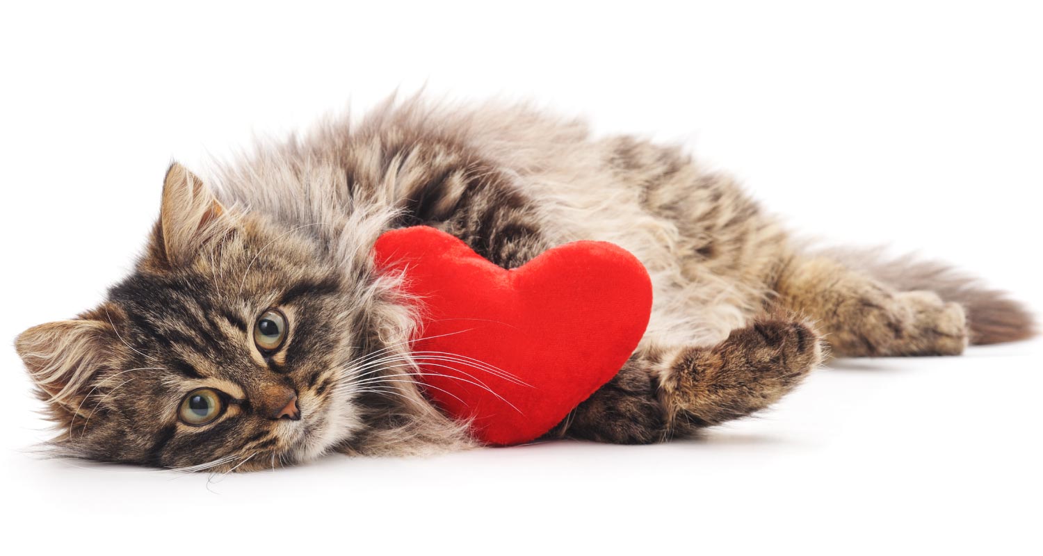 Cat holding a red heart shaped cushion