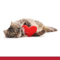 Cat holding a red heart shaped cushion