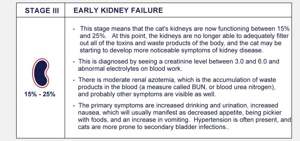stages-of-feline-chronic-kidney-disease-petlifeca