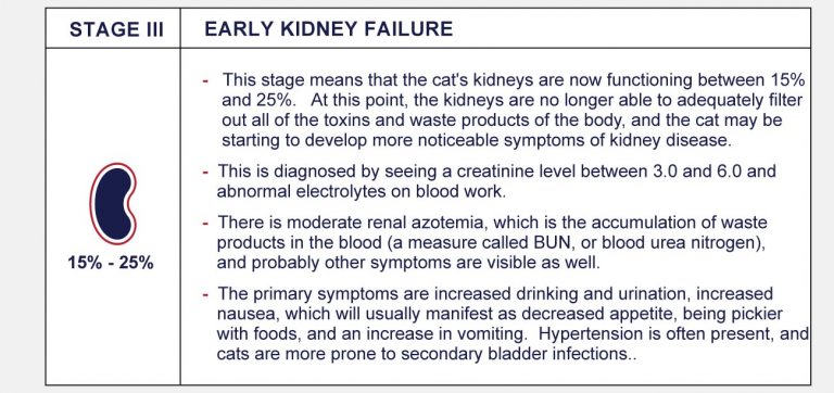 Stages Of Feline Chronic Kidney Disease - PetlifeCA