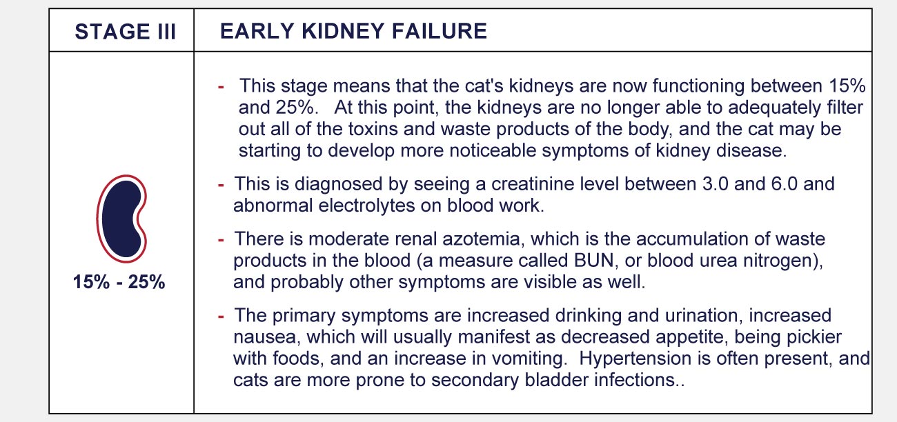 Stages Of Feline Chronic Kidney Disease - PetlifeCA