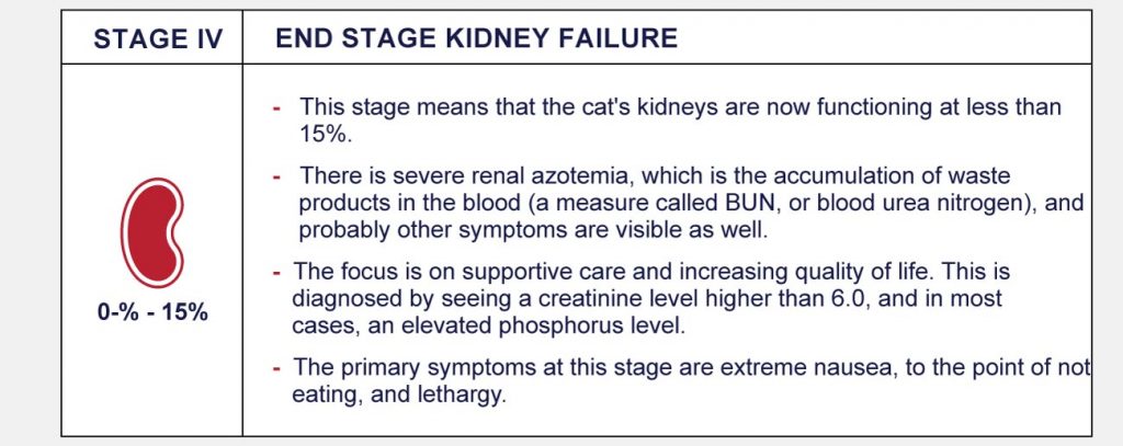 kidney disease symptoms feline - Kidney Disease Symptoms Feline