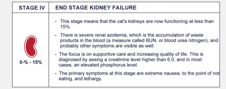 Stages Of Feline Chronic Kidney Disease - PetlifeCA