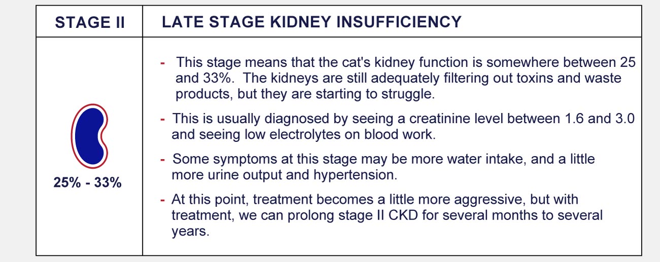 Cat Kidney Disease Symptoms Stages