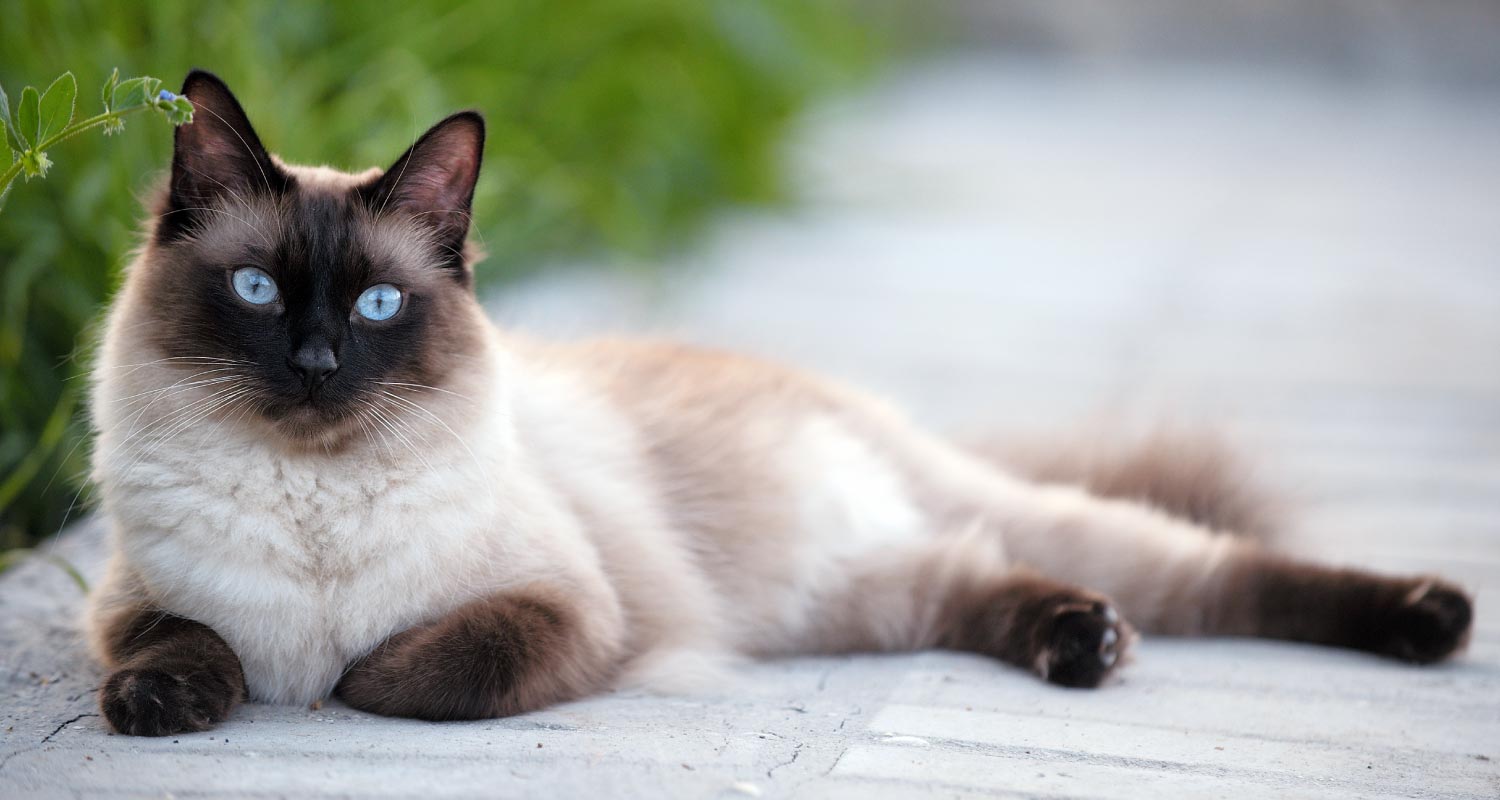 Blue eyed cat laying on the pavement