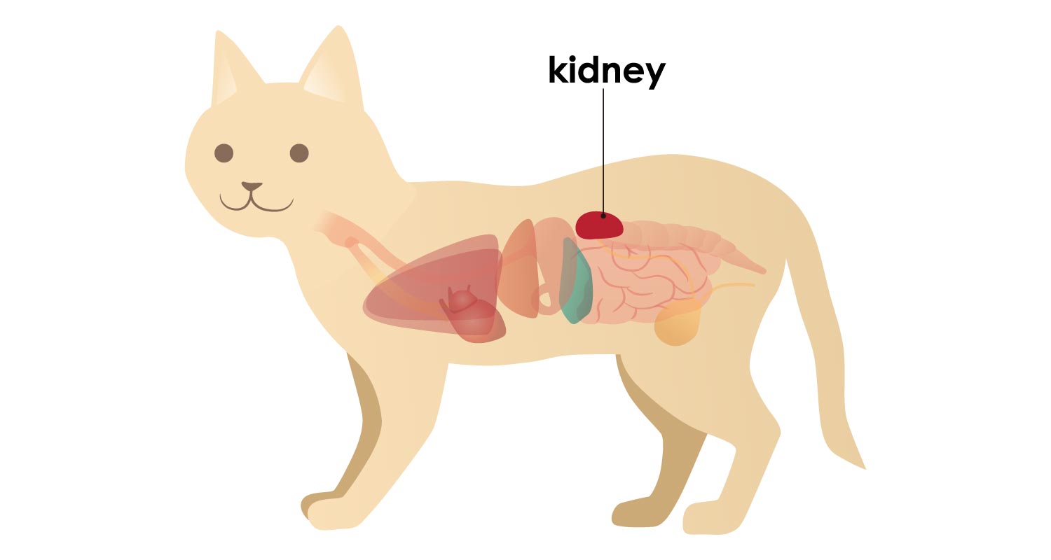 Internal diagram of cat - highlighting kidney region