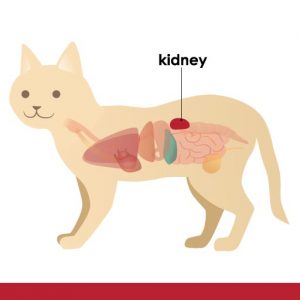 Internal diagram of cat - highlighting kidney region