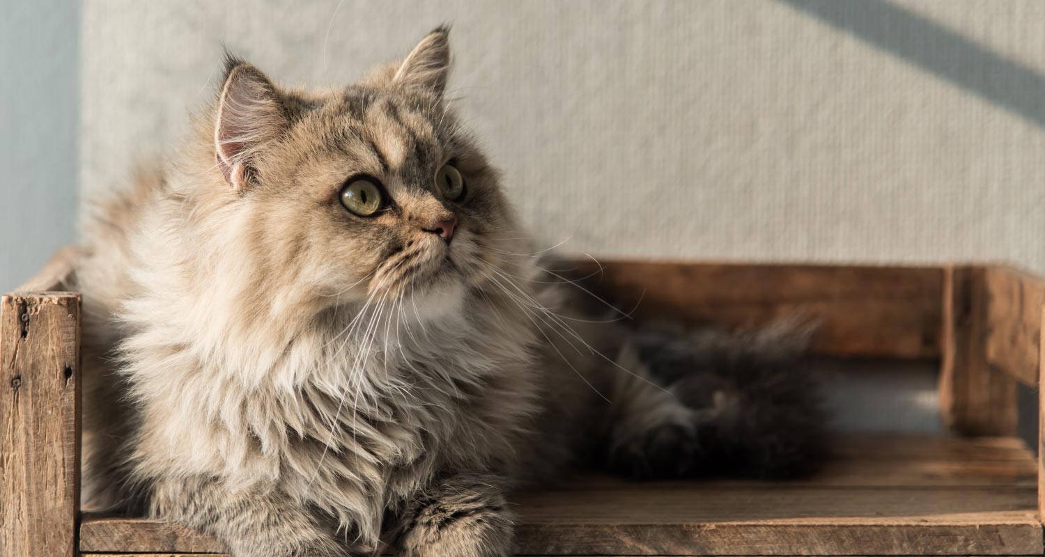 fury cat laying on wooden bench