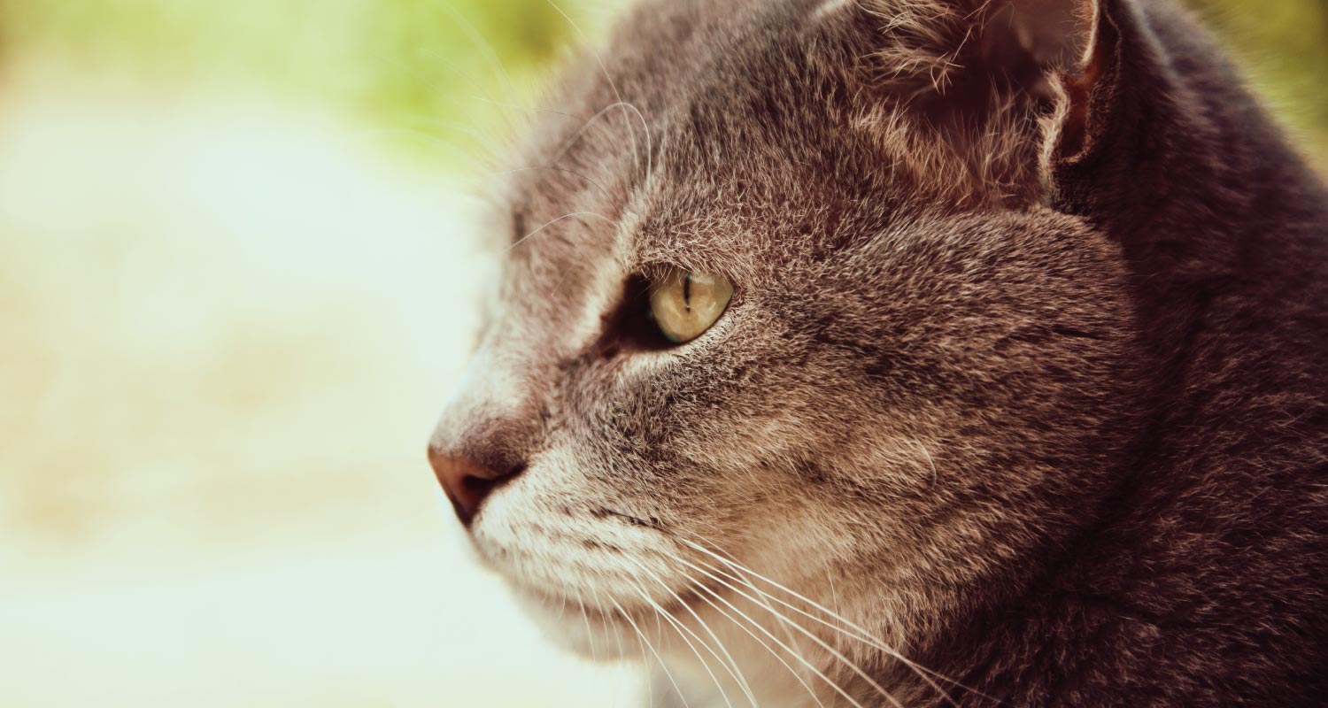 Grey cat close up side profile