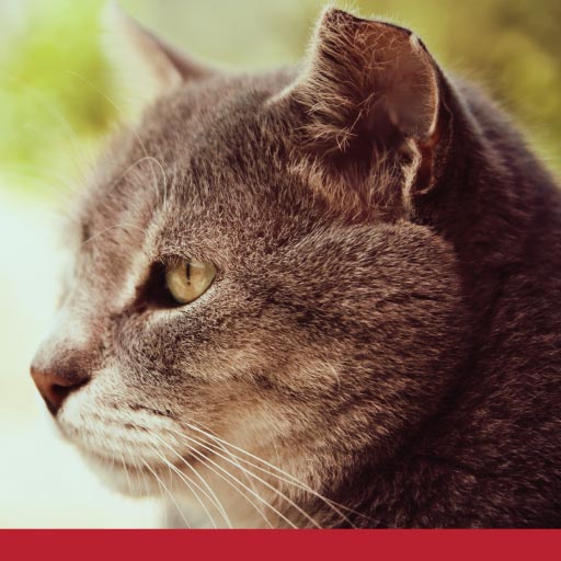 Chronic Kidney Disease In Cats Signs, Prognosis, Management PetlifeCA