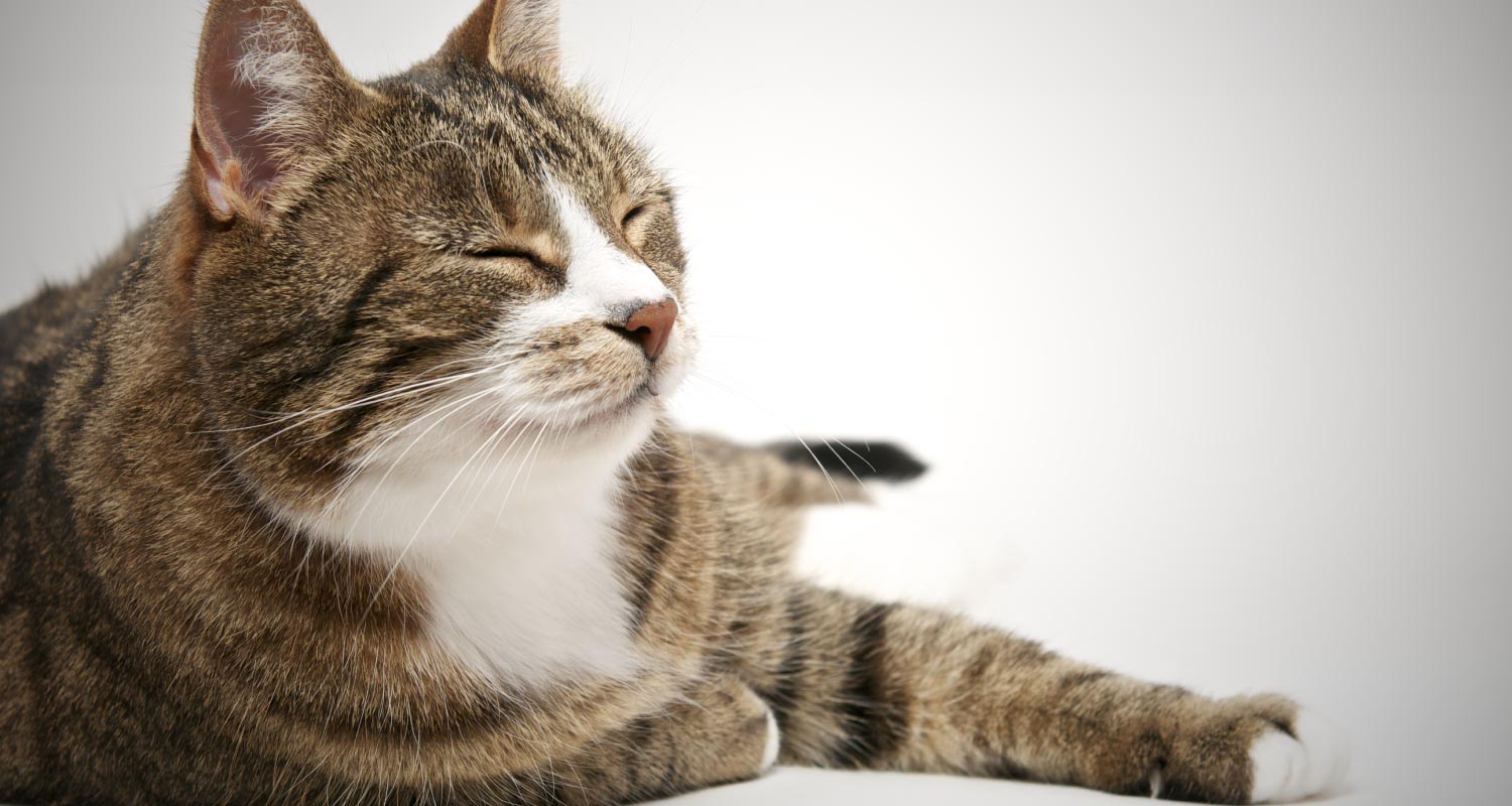 Wincing cat laying on table