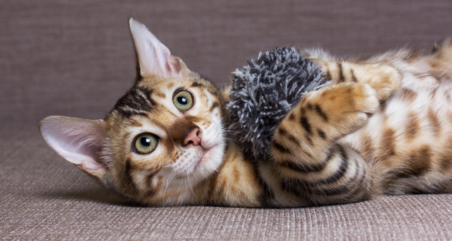 Cat lying on carpet holding fluffy toy