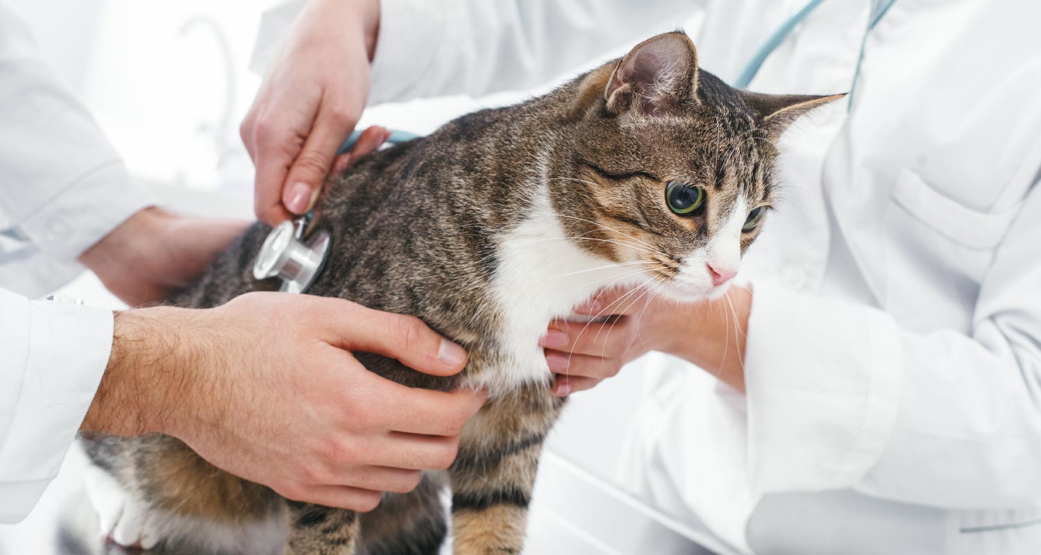 Doctors checking cats heartbeat with stethoscope.