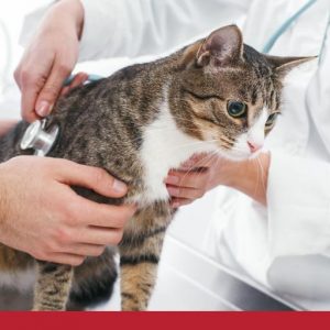 Doctors checking cats heartbeat with stethoscope.