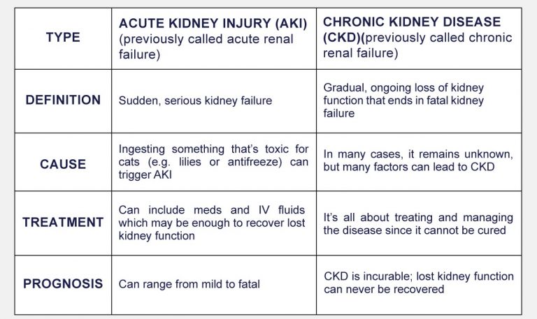 Picture of Acute And Chronic Feline Kidney Failure - How Long Can Your Cat Live ...