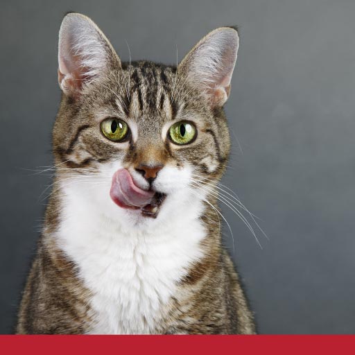 Dietary Management In Cats With CKD - PetlifeCA