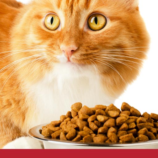 Nutrition For Cats With CKD - PetlifeCA