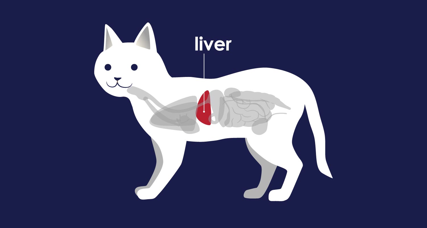 Facts About Your Cat s Liver PetlifeCA