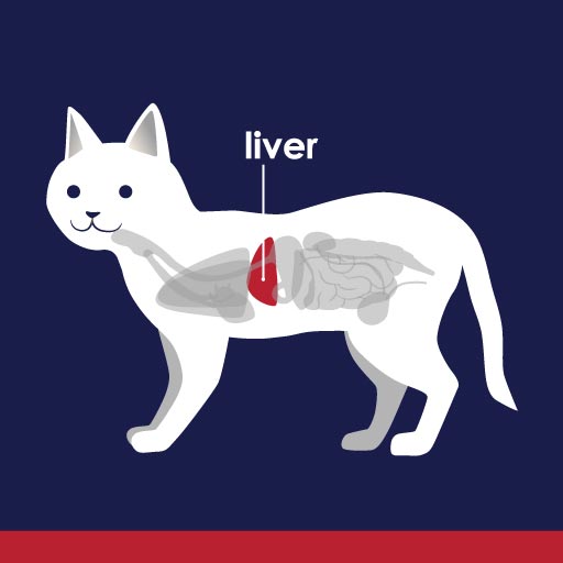Facts About Your Cat’s Liver PetlifeCA