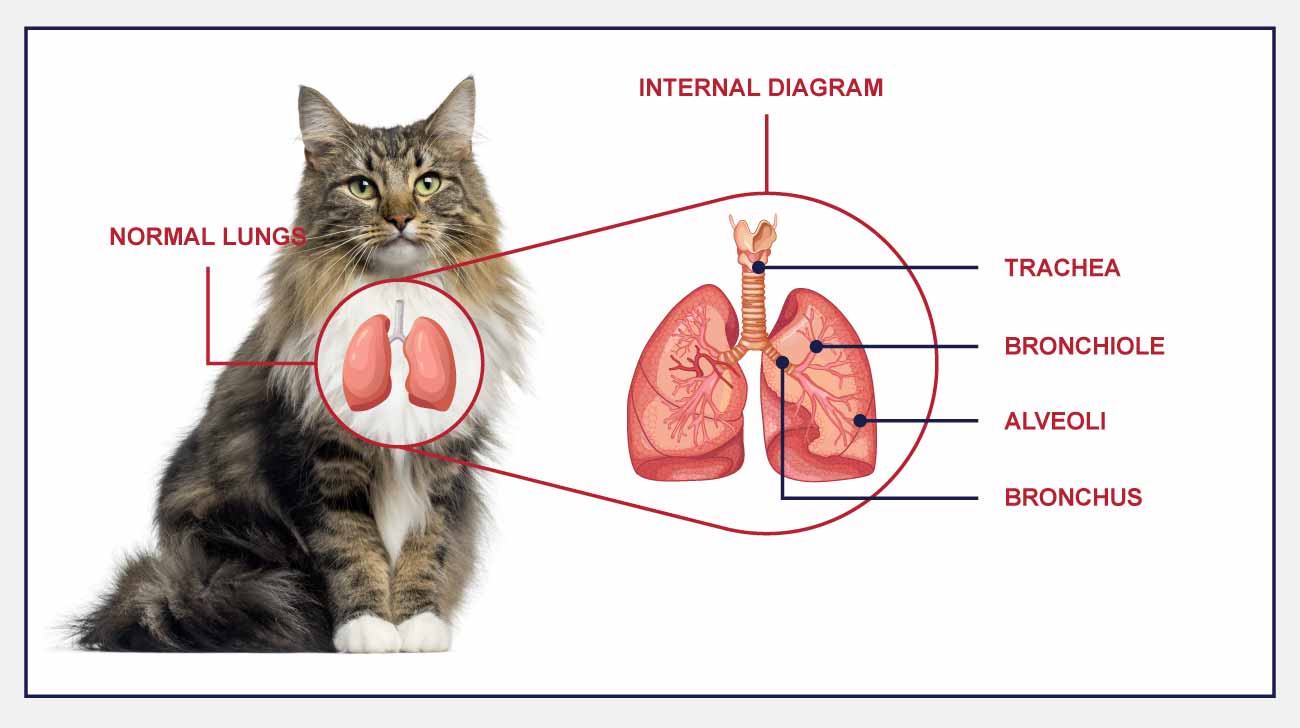 Infographic- Internal diagram of cat respiratory system