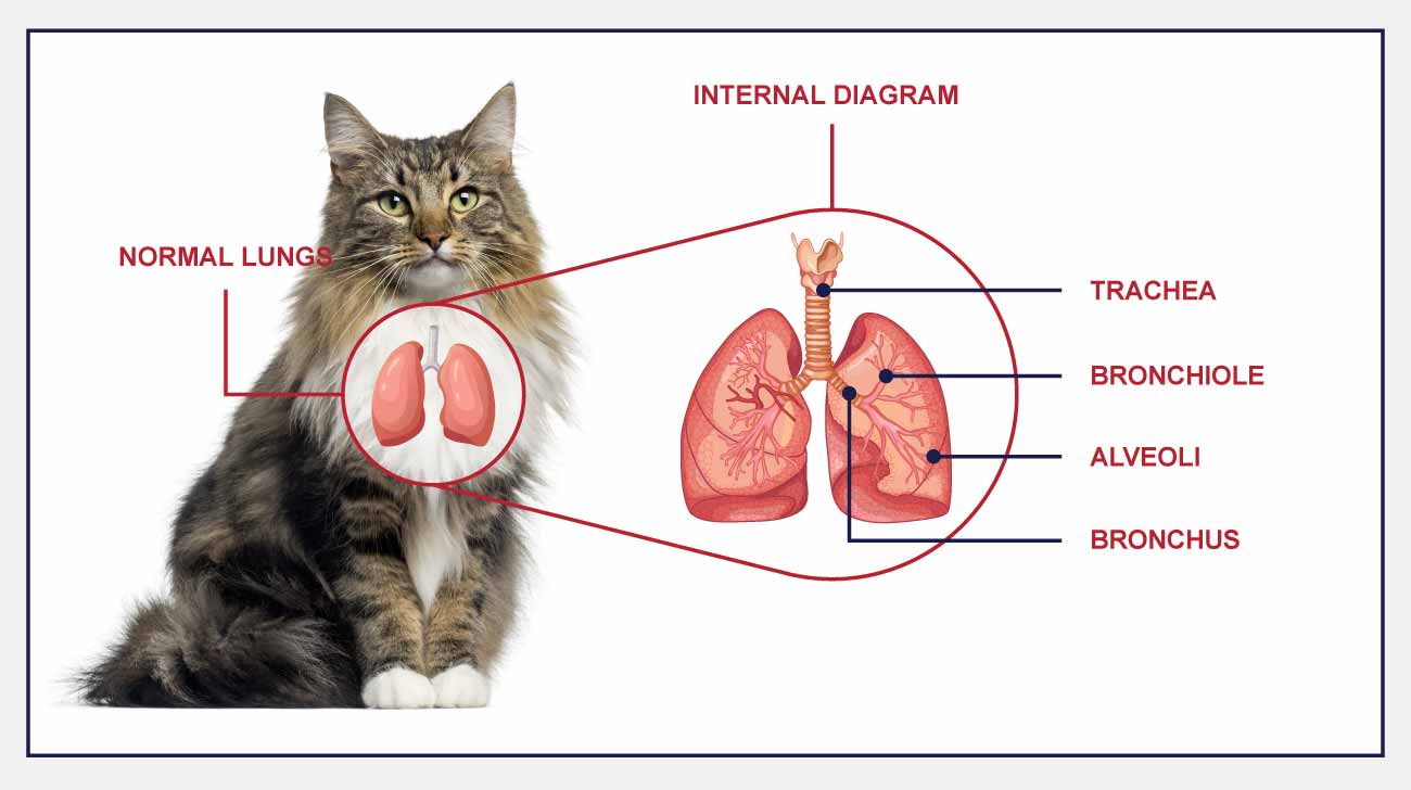 cat respiratory tract