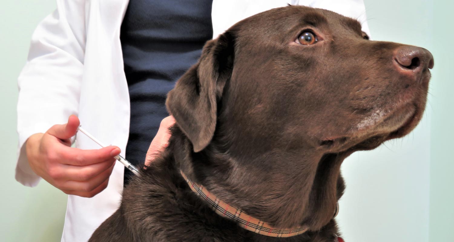 Dog receiving an injection