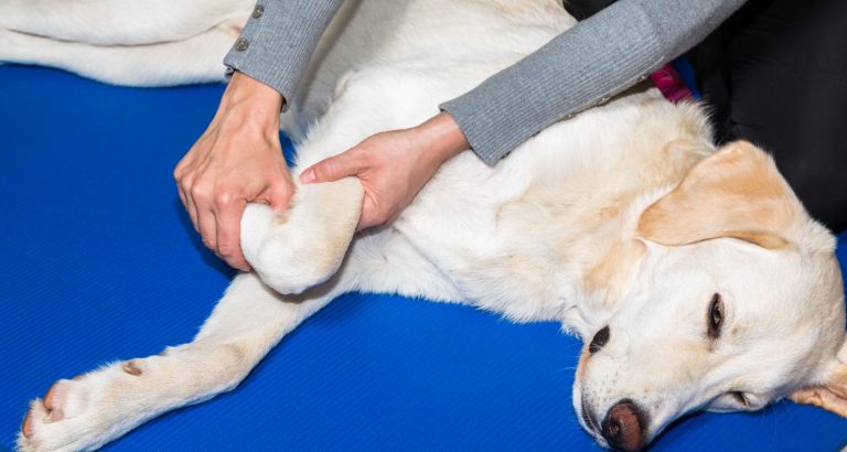 An Overview Of A Dog’s Joints & Ligaments - PetlifeCA