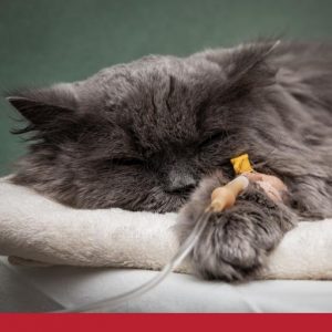 Cat asleep with drip attached to arm.