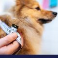 Owner taking measurement of dog