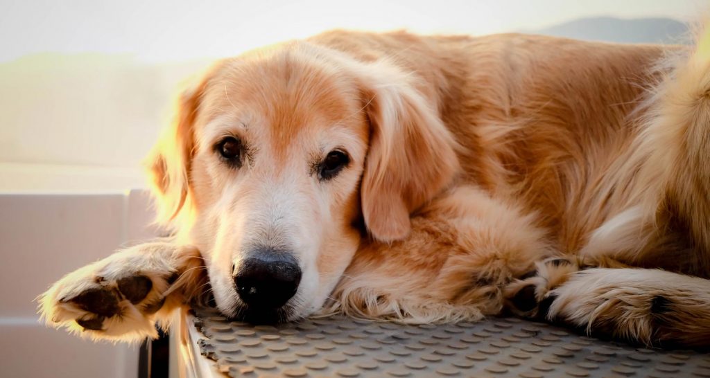 What Is Osteoarthritis? - PetlifeCA