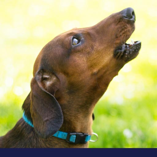 Read more about the article Why Do Dogs Bark And How To Restrain It OLD
