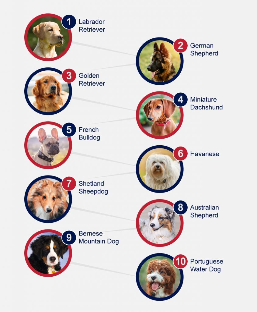 CA0137 Petlifeca Breeds Dogs Top 10 Popular Breeds Of Dogs Infographic FA 1 845x1024 