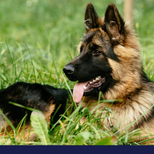 Breeds & Profile - Info on Dog and Cat Breeds | PetlifeCA™