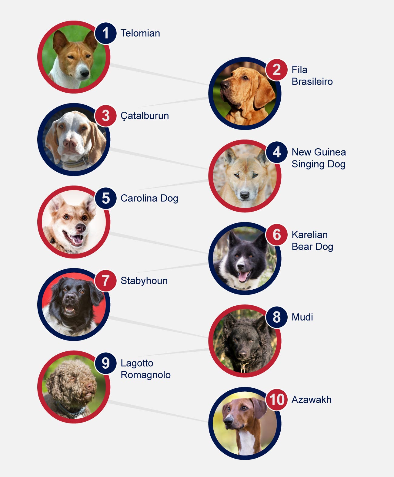 infographic dog rare breeds