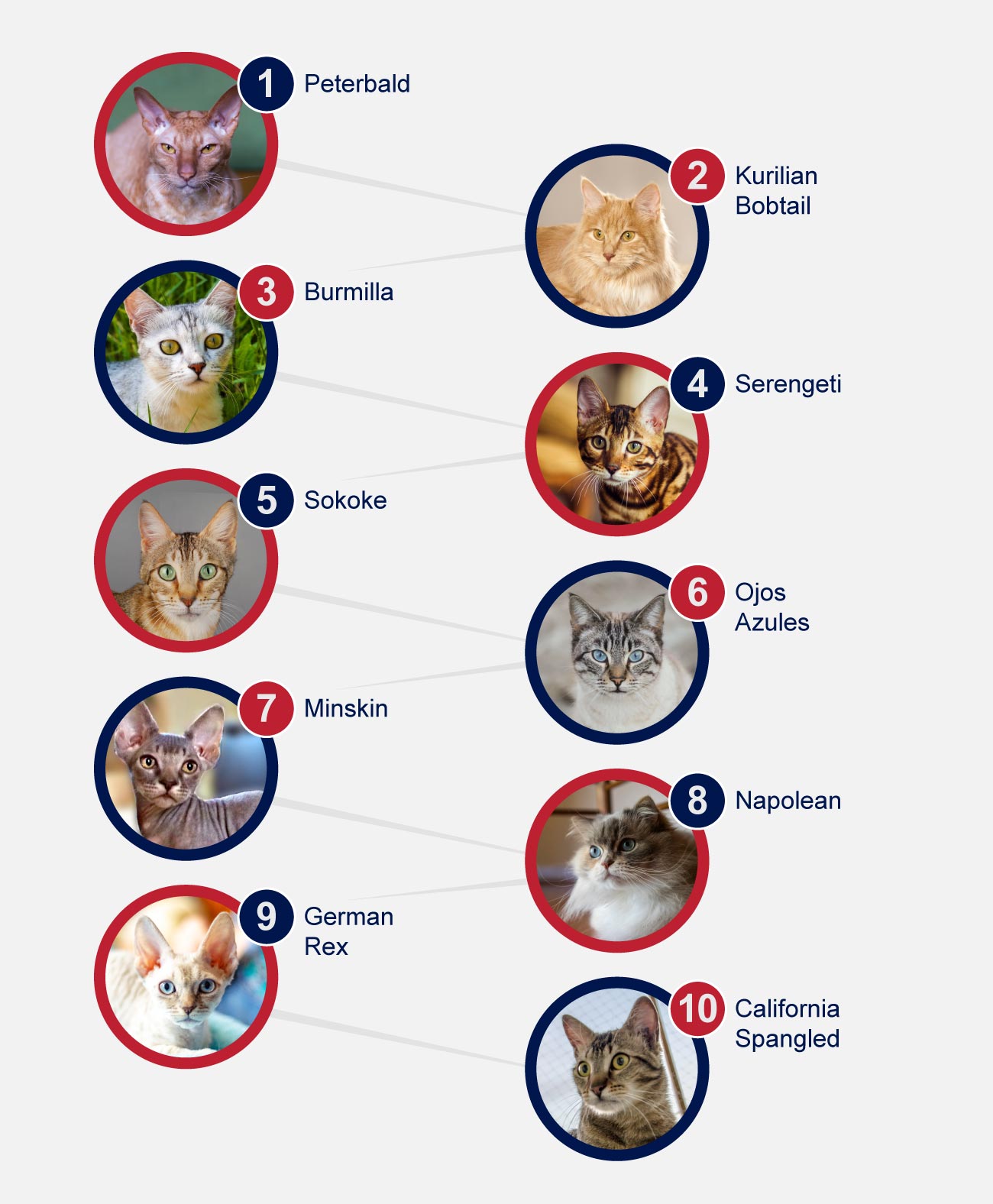 infographic rare cat breeds