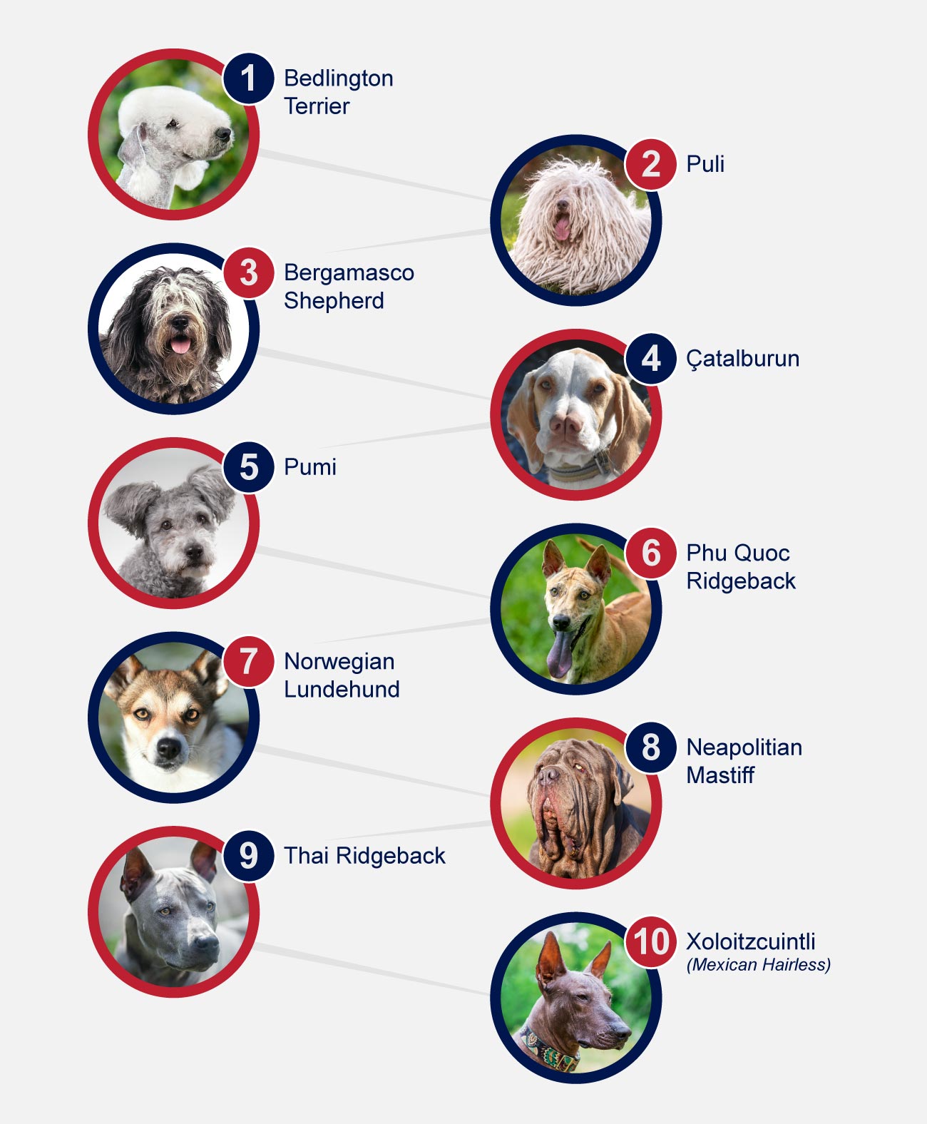 Infographic dog unusual breeds